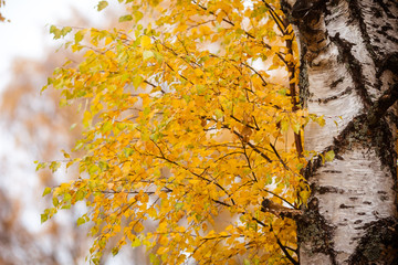 Autumn birch. Yellow leaves on the tree
