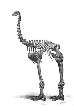 Moa skeleton in the old book Encyclopedia by I.E. Andrievsky, vol. 5, S. Petersburg, 1891