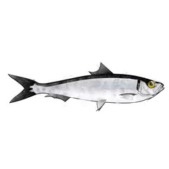 Obraz premium Sardine, watercolor isolated illustration of a fish.