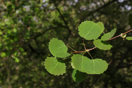 Junge Bl&auml;tter der Zitterpappel, Espe, Populus tremula