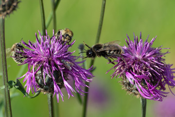 Two purple flowers with bees and a bumblebee.Macro.A few bees on a flower.Collecting nectar from insects.Honey farming.Delicious flower