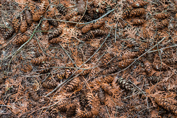 Coniferous forest floor texture. Ecological background. Cones, branches, coniferous needles and thuja scales.