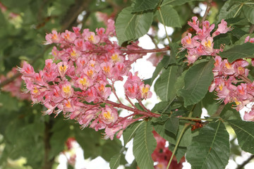 Rote Blüten der Rosskastanie, Aesculus hippocastanum
