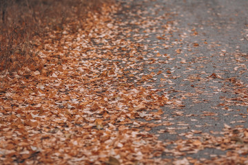 Fallen yellow leaves. Autumn background with foliage