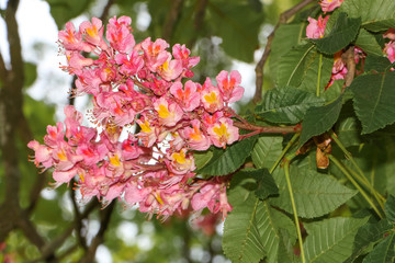 Rote Blüten der Rosskastanie, Aesculus hippocastanum