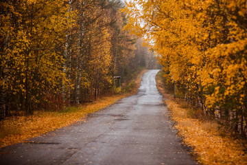 Autumn road, yellow forest and country road