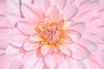 pink dahlia flower close up