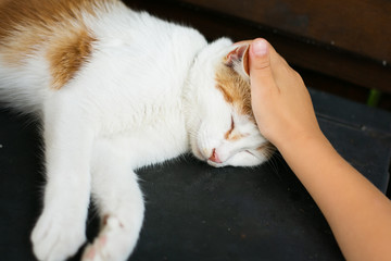 One beautiful little cat sleeps in the house in Italy. A beautiful red kitten on the pillow. Relax.