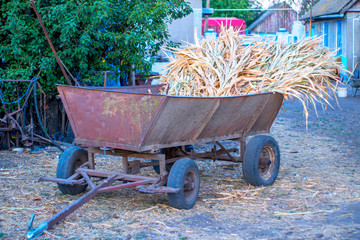 Trailer with stalks of corn stands in a rural yard. Animal feed. Harvesting of grain crops.