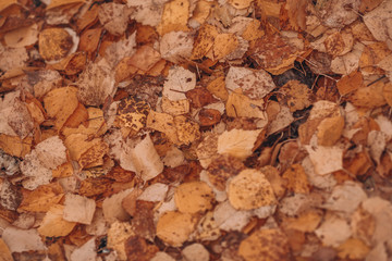 Yellow leaves on the road. Fallen foliage, autumn blured background