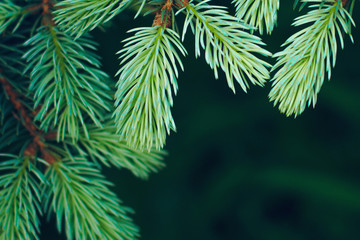 Green spruce tree. New Year Christmas background. Place for text