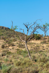 cultivation of abandoned almond trees