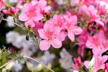 pink azalea flowers in garden