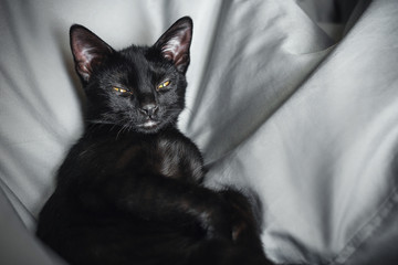 Portrait of sleepy black kitten. Disgruntled awakened kitten