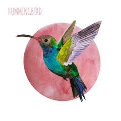 Hummingbird tropical bird. Watercolor vector illustration.