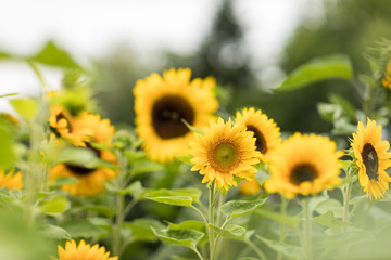 Obraz premium Sonnenblumenfeld im Juli