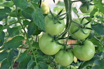 tomatoes in the garden