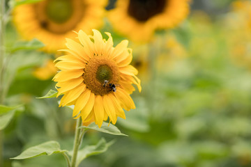 Sonnenblumenfeld im Juli