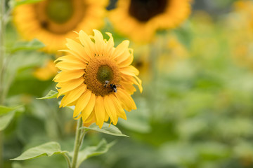 Sonnenblumenfeld im Juli