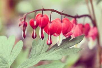 Lamprocapnos spectabilis, or Asian Bleeding Heart in flower