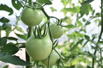 green apples on a tree