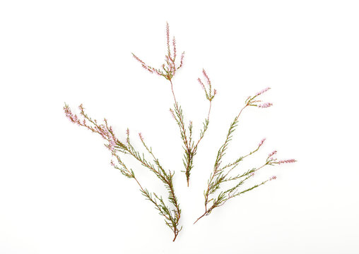 Sprigs of heather with light pink flowers on a white background