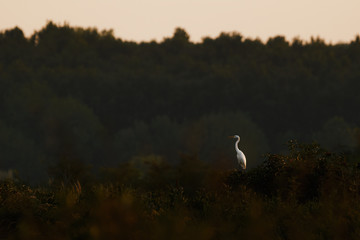 White Common Great egret - Ardea alba