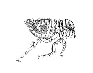 Flea illustration in the old book Encyclopedia by I.E. Andrievsky, vol. 4, S. Petersburg, 1891