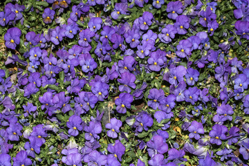 Fototapeta premium Kleine blaue Blüten des Stiefmütterchens, Hornveilchens, Viola wittrockiane