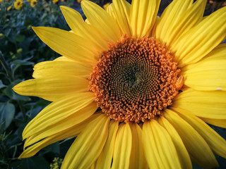 Huge sunflower in close-up