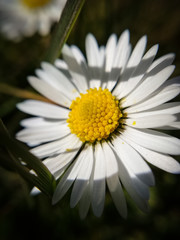 A white daisy flower in close-up in the garden