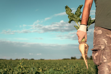 Male farmer posing in sugar beet field