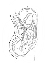 Female structure of internal bodies in the old book Human body anatomy by Dr. Holstein, vol. 4, S. Petersburg, 1861