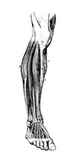 Muscles of the leg from the front in the old book Human body anatomy by Dr. Holstein, vol. 4, S. Petersburg, 1861