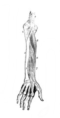 Obraz na płótnie Canvas Muscles of the hand in the old book Human body anatomy by Dr. Holstein, vol. 4, S. Petersburg, 1861