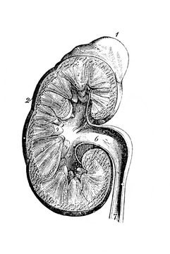 Kidney structure in the old book Human body anatomy by Dr. Holstein, vol. 4, S. Petersburg, 1861