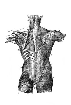 Muscles of the trunk from the back in the old book Human body anatomy by Dr. Holstein, vol. 4, S. Petersburg, 1861