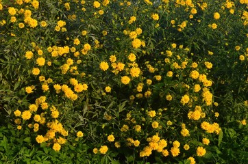 Bright yellow perennial Golden Glow (Rudbeckia laciniata) double-flowered plant.Rudbeckia laciniata yellow flowers in garden closeup