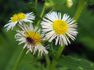 Obraz premium Chamomile field with a spider sitting on it, close-up, macro photo. Summer nature, close-up on a blurry green background.