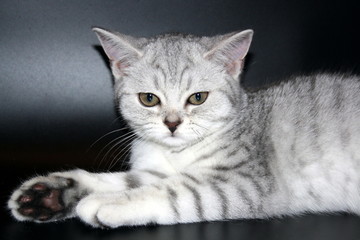 very beautiful spotted silver Scottish straight cat