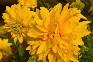 Bright yellow perennial Golden Glow (Rudbeckia laciniata) double-flowered plant.Rudbeckia laciniata yellow flowers in garden closeup