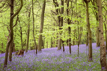 Bluebell woods in bloom, Guildford, Surrey, England