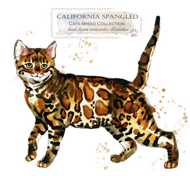 California Spangled Cat. Home Pet. Breed Of Cats Series. Cute Kitten. Watercolor Domestic Animal Illustration. 
