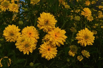 Bright yellow perennial Golden Glow (Rudbeckia laciniata) double-flowered plant.Rudbeckia laciniata yellow flowers in garden closeup