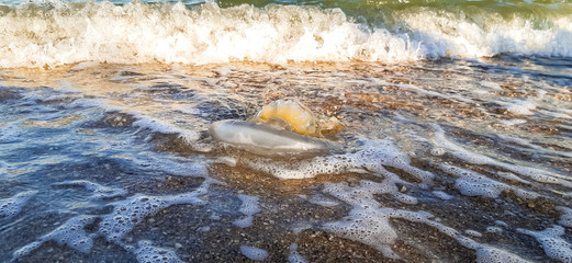 sea ​​jellyfish lies on the shore. the wave threw out a huge jellyfish.