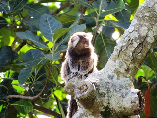Affe