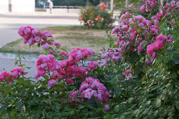 Fototapeta na wymiar Garden pink rose