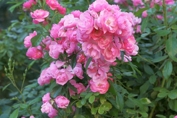 Garden pink rose