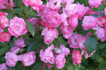 Garden pink rose