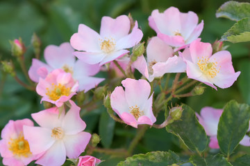 Garden pink rose